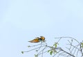 European bee-eater -Merops apiaster- preparing for a flight