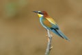 European bee-eater (Merops Apiaster)