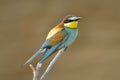 European bee-eater (Merops Apiaster) outdoor Royalty Free Stock Photo