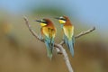 European bee-eater (Merops Apiaster) outdoor Royalty Free Stock Photo