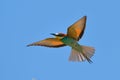 European bee-eater (Merops Apiaster) outdoor Royalty Free Stock Photo