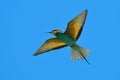 European bee-eater (Merops Apiaster) outdoor Royalty Free Stock Photo