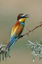 European bee-eater (Merops Apiaster) outdoor