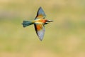 European bee-eater (Merops Apiaster) outdoor Royalty Free Stock Photo