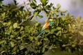 European bee-eater (Merops Apiaster) outdoor Royalty Free Stock Photo