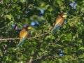 European bee-eater (Merops Apiaster) outdoor Royalty Free Stock Photo