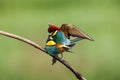 The European bee-eater ,Merops apiaster, pair on tree is giving the caught dragonfly.Pair of birds with green background during