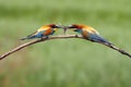 The European bee-eater Merops apiaster pair on tree is giving the caught dragonfly.Pair of birds with green background during