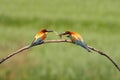 European bee-eater Merops apiaster pair on tree is giving the caught insects.Pair of birds with green background during