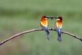 The European bee-eater ,Merops apiaster, pair on tree is giving the caught insects.Pair of birds with green background during