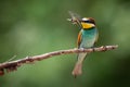 European Bee-Eater Merops apiaster perched on branch