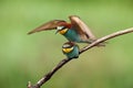 The European bee-eater Merops apiaster is sitting on thin branch with typical food bee in the beak with green and yellow Royalty Free Stock Photo