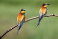 The European bee-eater Merops apiaster is sitting on thin branch with typical food bee in the beak with green and yellow Royalty Free Stock Photo