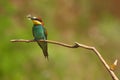 The European bee-eater Merops apiaster sitting on a thin twig. Colorful bird with a butterfly in its beak sitting on a branch