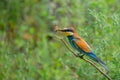 European bee-eater or Merops apiaster is sitting on a twig