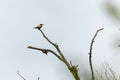 European bee-eater Merops apiaster Royalty Free Stock Photo