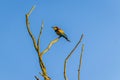 European bee-eater Merops apiaster Royalty Free Stock Photo