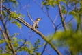 European bee-eater Merops apiaster Royalty Free Stock Photo