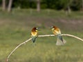 European bee-eater, Merops apiaster Royalty Free Stock Photo