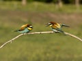 European bee-eater, Merops apiaster Royalty Free Stock Photo