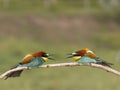 European bee-eater, Merops apiaster Royalty Free Stock Photo
