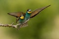 European Bee-Eater (Merops apiaster) Royalty Free Stock Photo