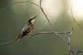 European bee-eater perched on a acacia tree, Bahrain. A backlit image