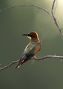 European bee-eater perched on a acacia tree, Bahrain. A backlit image