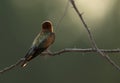 European bee-eater perched on a acacia tree and looking on opposite directio, Bahrain. A backlit image