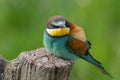 European bee eater perched on branch resting Merops apiaster perching on a tree stump Royalty Free Stock Photo