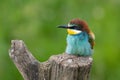 European bee eater perched on branch resting Merops apiaster perching on a tree stump Royalty Free Stock Photo