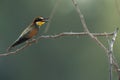 European bee-eater perched on a tree, Bahrain. A backlit image