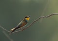 European bee-eater perched on a twig, Bahrain. A backlit image