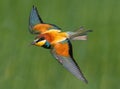 European bee eater portrait