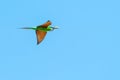 European bee-eater with prey in flight on blue sky background Royalty Free Stock Photo