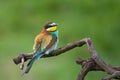 European bee eater resting perched on branch Merops apiaster looking at camera Royalty Free Stock Photo