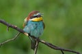 European bee eater resting and singing on tree branch Merops apiaster Royalty Free Stock Photo