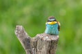 European bee eater resting on tree stump Merops apiaster Royalty Free Stock Photo