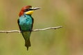 European bee-eater sitting on a stick on a beautiful background Royalty Free Stock Photo