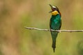 European bee-eater sitting on a stick on a beautiful background Royalty Free Stock Photo