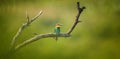 European bee-eater sitting on a tree branch Royalty Free Stock Photo