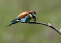 The European bee-eater spews