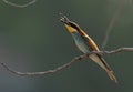 European bee-eater tossing a bee, Bahrain. A backlit image