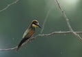 European bee-eater on a tree, Bahrain. A backlit image