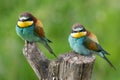 European bee eater on tree stump Merops apiaster Royalty Free Stock Photo