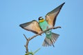 European bee-eater with wings outstretched on a beautiful background Royalty Free Stock Photo