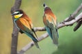 European Bee-eaters on branch