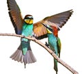 European bee eaters with exotic colors isolated