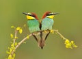 European Bee Eaters