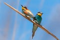 European bee-eaters pair